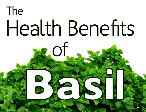 The Health Benefits of Basil