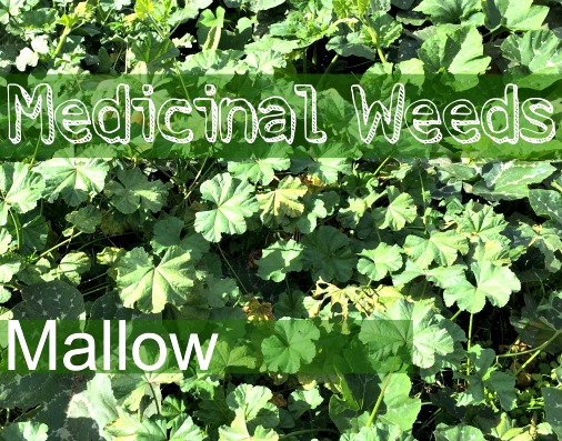 Mallow - Eat Your Healing Weeds