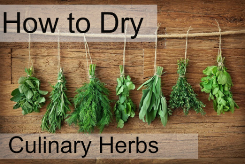 3 Things to Consider When Drying Culinary Herbs