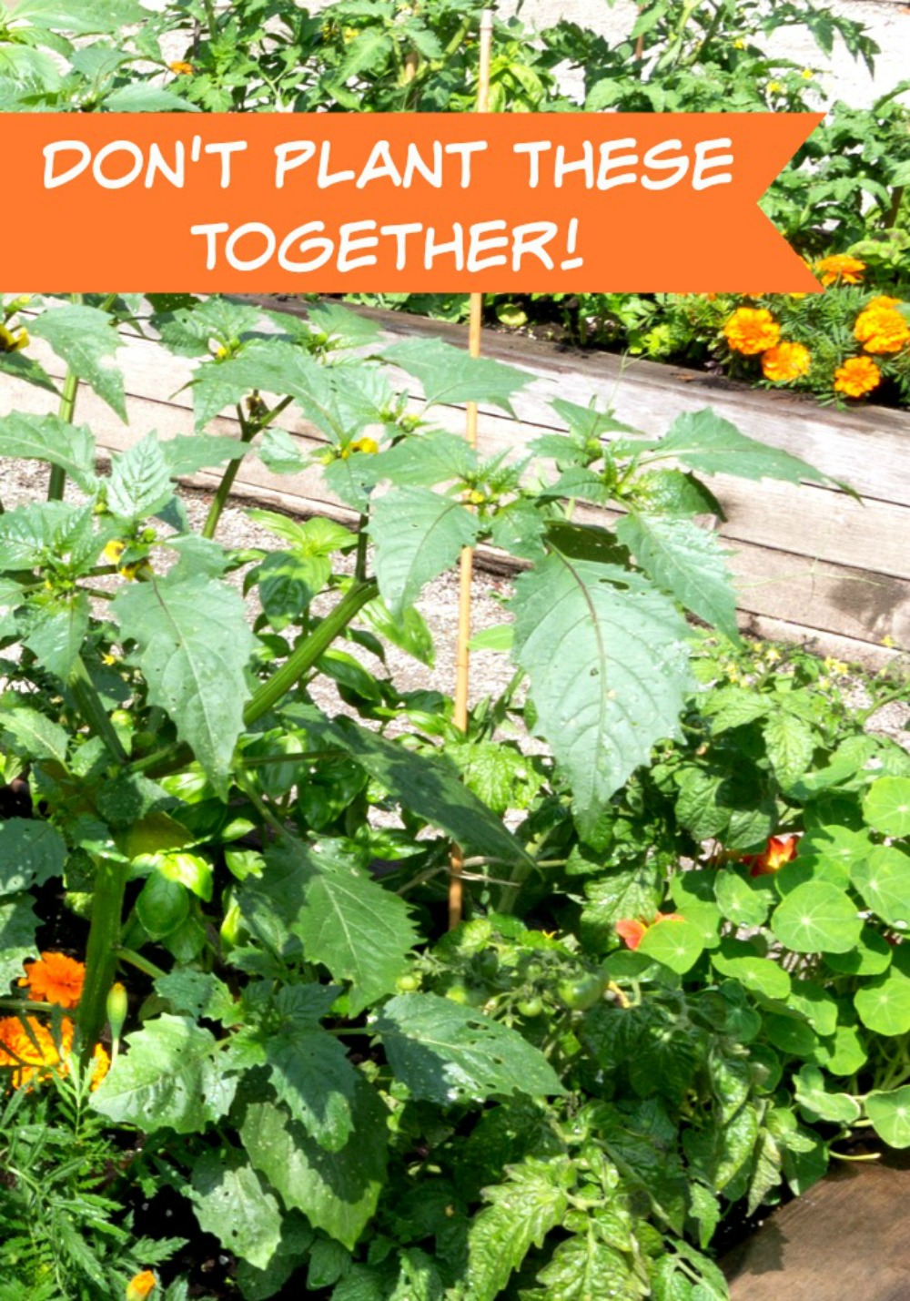 Companion Planting Part 2 - Don't Plant These Together Too