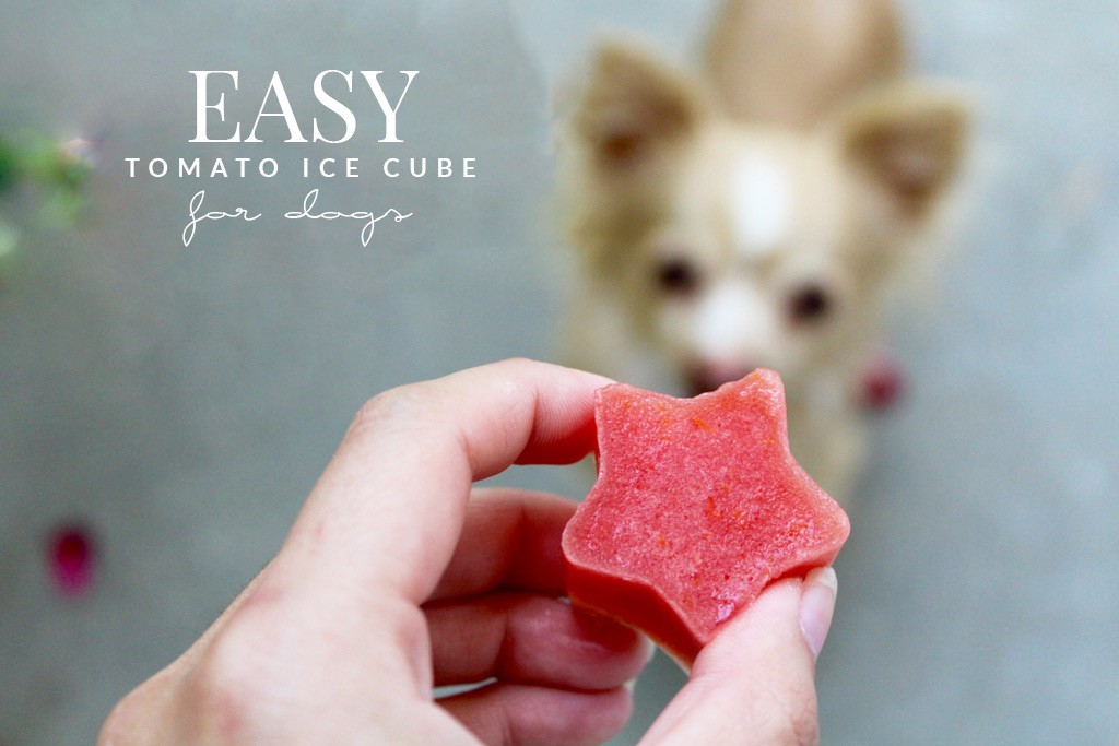 Easy Tomato Ice Cube Treat for Dogs – Hello Nature
