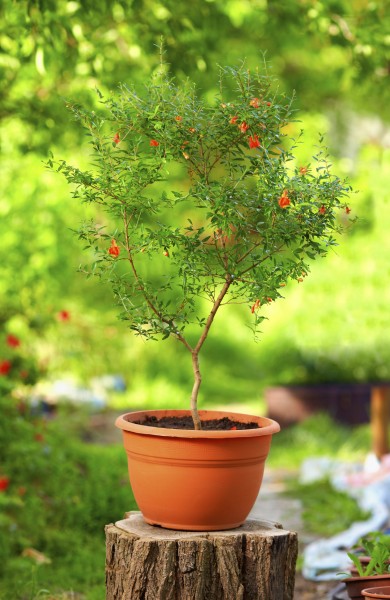 Tips On Growing A Pomegranate In A Pot 