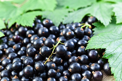 Homemade Black Currant Complexion Oil