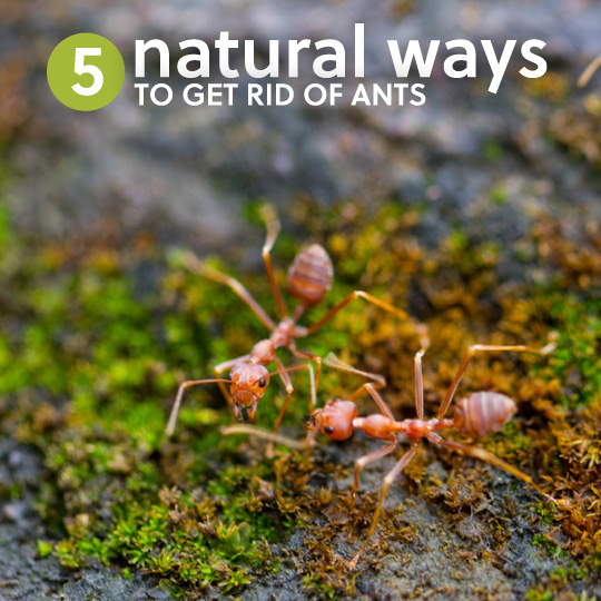 5 Natural Ways to Get Rid of Ants