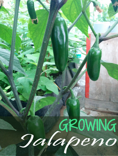 How to Grow Jalapeno Peppers