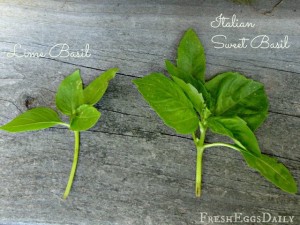 Do you Know your Culinary Herbs? Herb Identification Chart and Benefits