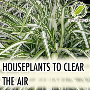 How To Use House Plants to Clear Your Indoor Air