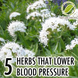5 Herbs That Lower Blood Pressure