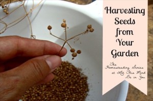 Harvesting Seeds from Your Garden and Harvesting Coriander