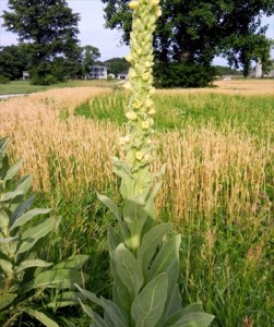 How to Make an Earache Remedy with Mullein