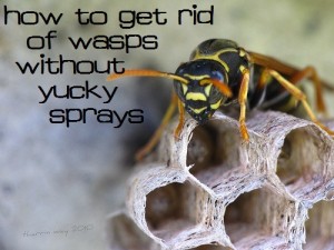 Natural Wasp Spray: Get Rid of Wasps without Chemicals