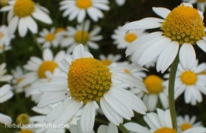 3 Herbs That Help to Reduce Anxiety