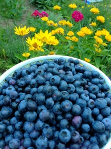Homemade Blueberry Vinegar Recipe