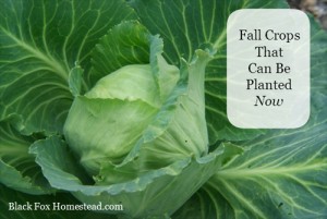 Fall Vegetables That Can Be Planted Now