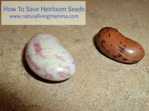 How To Save Heirloom Garden Seeds