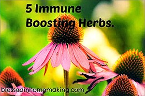 5 Immune Boosting Herbs for the Fall & Winter