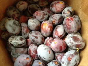 Preserving Produce for Winter Eating – Drying Prunes