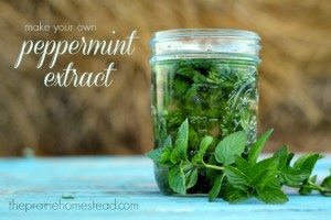 How to Make Homemade Mint Extract