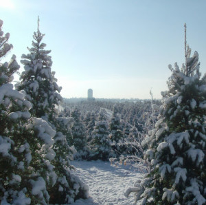 herbal December