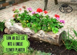 Log Planter for Flowers