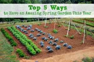 Spring Gardening Strategies