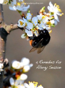 4 Remedies for Allergy Season
