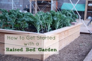 raised bed gardening basics