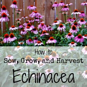 How to Sow, Grow, and Harvest Echinacea