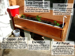 How to Make a Passive Gravity Irrigated Planter (Self-Watering Planter)