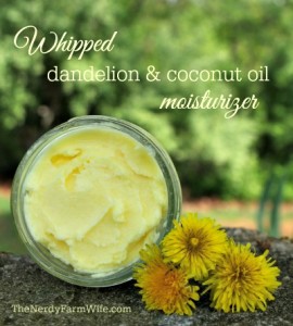 How to Make Whipped Dandelion & Coconut Oil Moisturizer