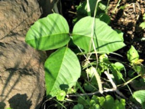 Poison Ivy Home Remedies that Can Help You This Summer