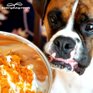 3 Ways to Make a Healing Mash for Dogs with Diarrhea & Gas