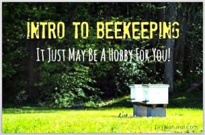 An Intro to Beekeeping To See If It’s a Hobby For You