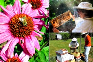 How to Get Started Keeping Honey Bees