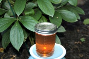 Joe’s Homemade Peony Jelly – Unique!