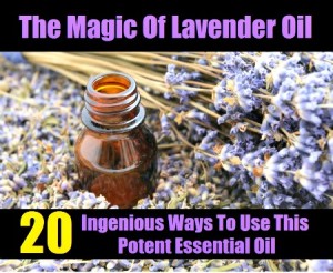 The Magic Of Lavender Oil – 20 Ingenious Ways To Use This Potent Essential Oil