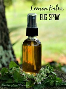 How to Make Lemon Balm Bug Spray