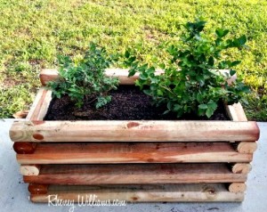 DIY Planter Box for Berries and Other Fruits