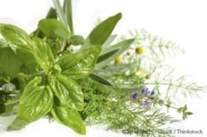 7 Underrated Medicinal Plants