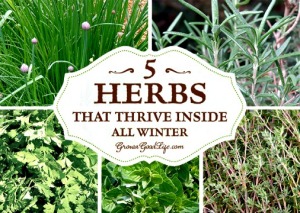Grow Herbs Indoors – 5 Herbs That Thrive Insi