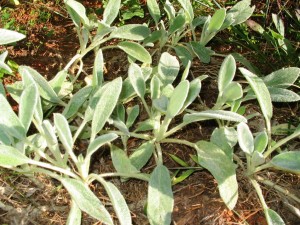 How To Grow Your Own Antibacterial Bandages