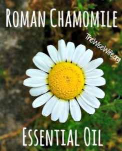 Essential Oil Spotlight - Roman Chamomile Essential Oil