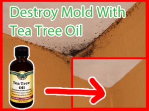 How To Naturally Remove Mold With Tea Tree Oil
