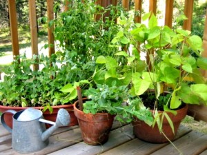 The 15 Best Vegetables that Grow Well in a Container or Pot