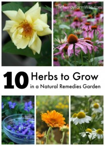 10 Herbs to Grow in a Natural Remedies Garden