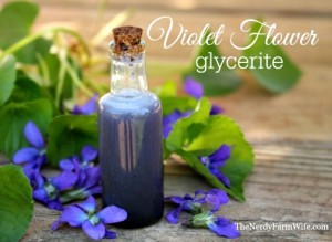 How to Make Violet Flower Glycerite