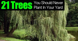 21 trees to never plant in your yard