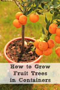 how to grow fruit trees in containers