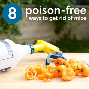 8 Natural, Poison-Free Ways to Get Rid of Mice