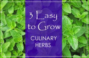 3 Easy to Grow Culinary Herbs
